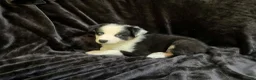 Australian Shepherd dogs for sale: Australian Shepherd 1 - Ad 3