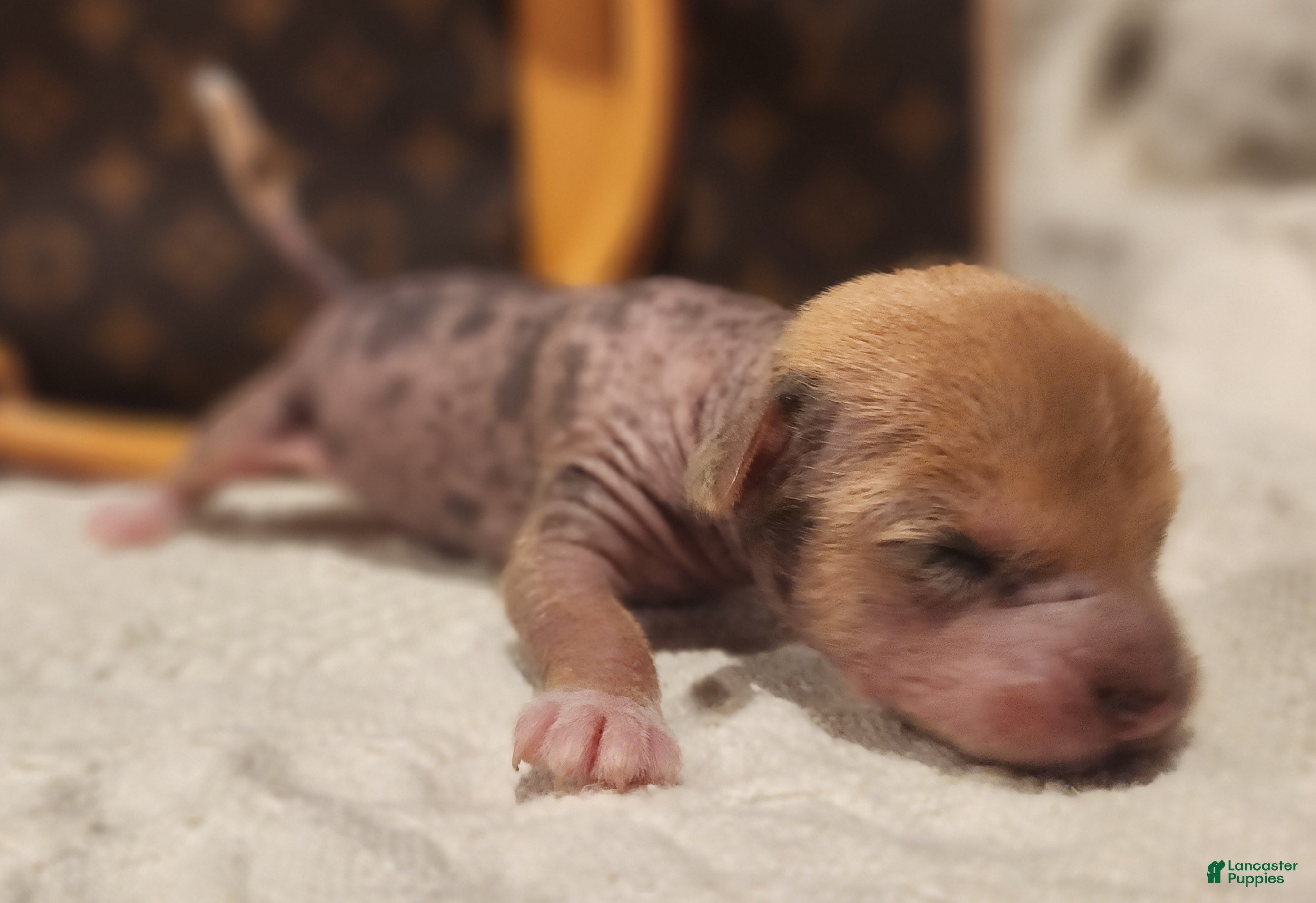 Mixed Breed dogs Pumpkin  - Ad 20
