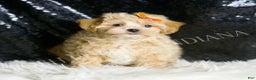 Maltipoo dogs for sale: Arnold - Ad 5