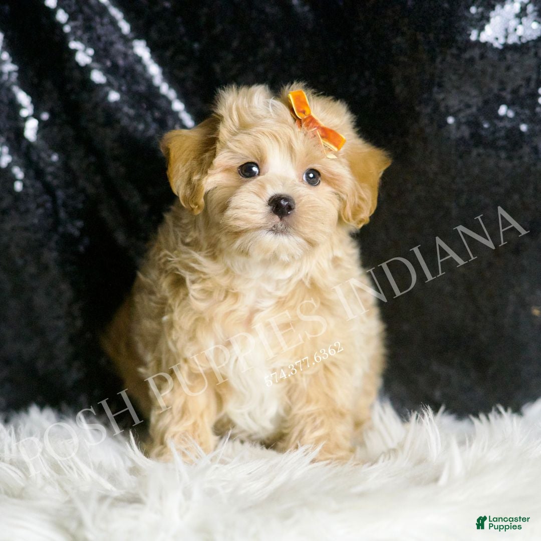 Maltipoo dogs for sale: Arnold - Ad 5