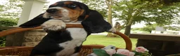 Basset Hound dogs for sale: Basset Hound 7 Victoria - Ad 3