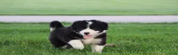 Border Collie dogs for sale: Hayes - Ad 1