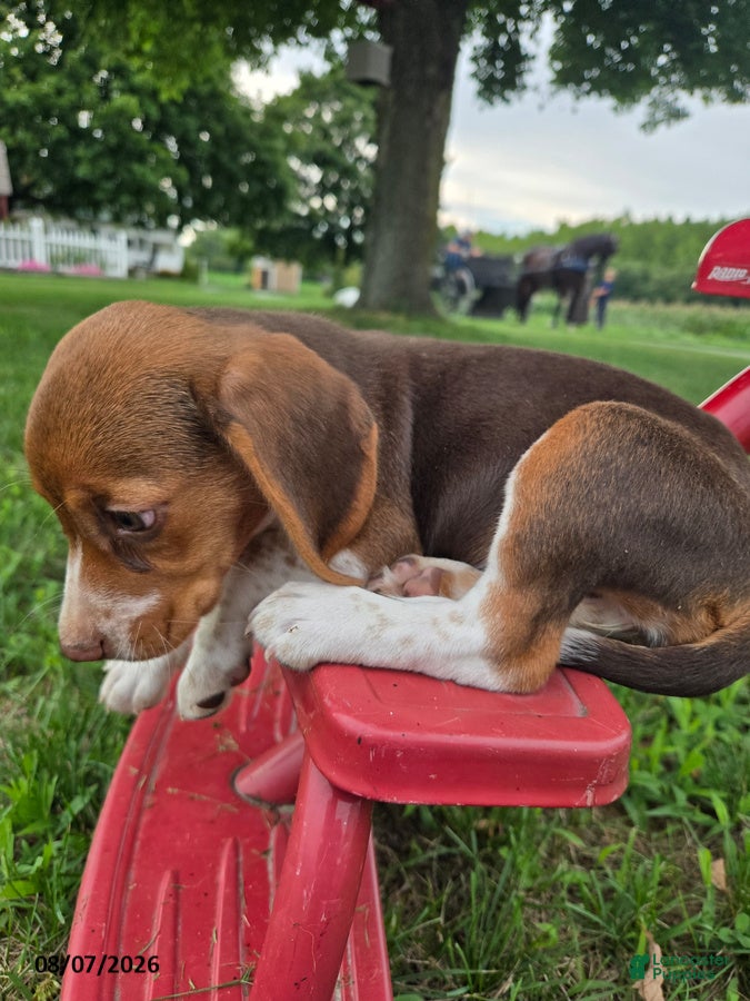 Beagle dogs Pippi - Ad 2