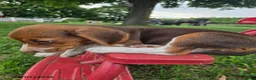 Beagle dogs for sale: Pippi - Ad 2
