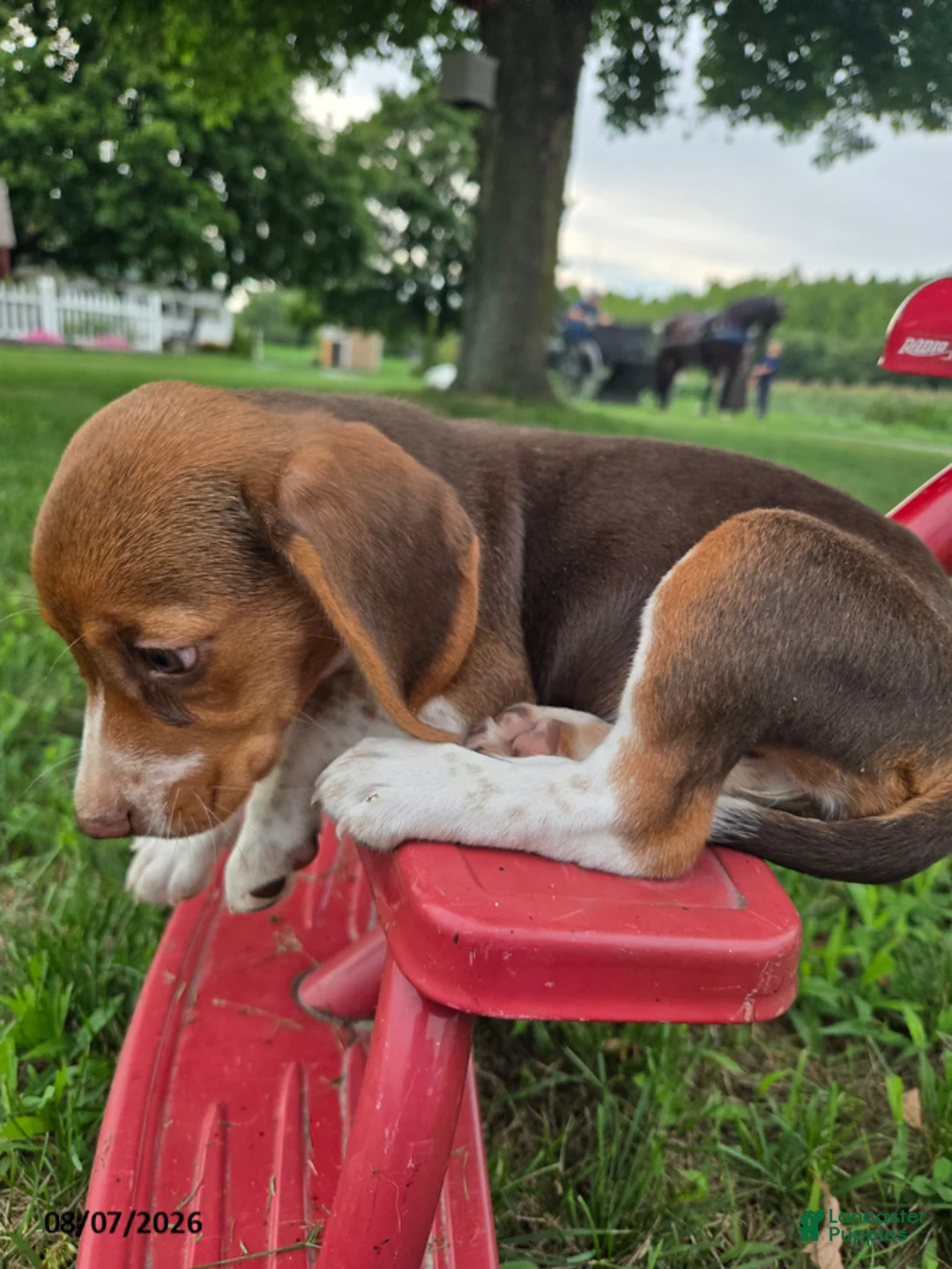 Beagle dogs for sale: Pippi - Ad 2