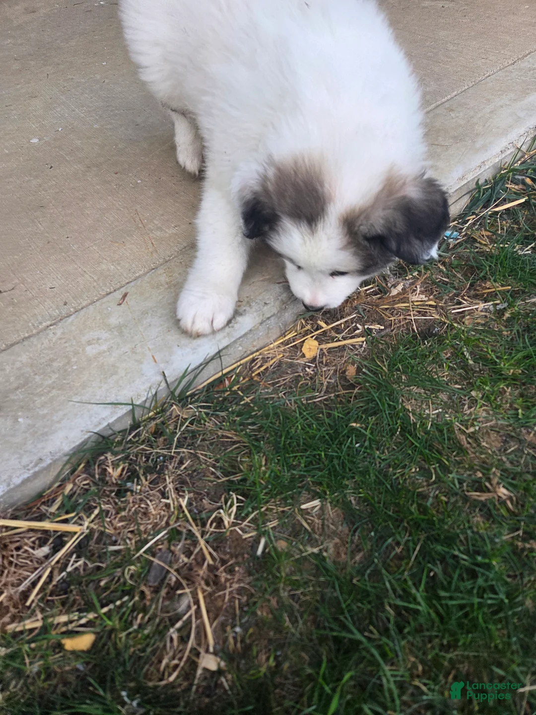 Great Pyrenees dogs for sale: Ralphie - Ad 6