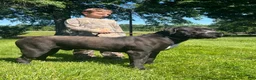 South African Boerboels dogs for sale: South African Boerboels 4 - Ad 3