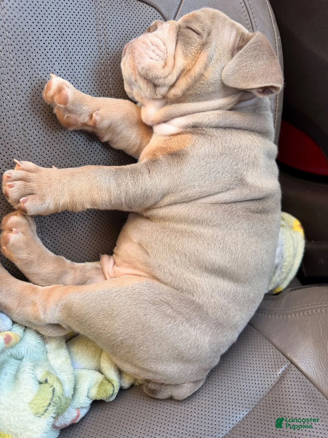 English Bulldog dogs for sale: English Bulldog 1 - Ad 2