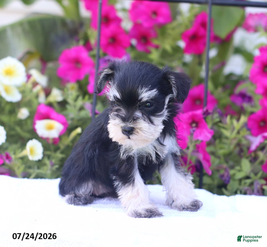Miniature Schnauzer dogs Carmel - Ad 2