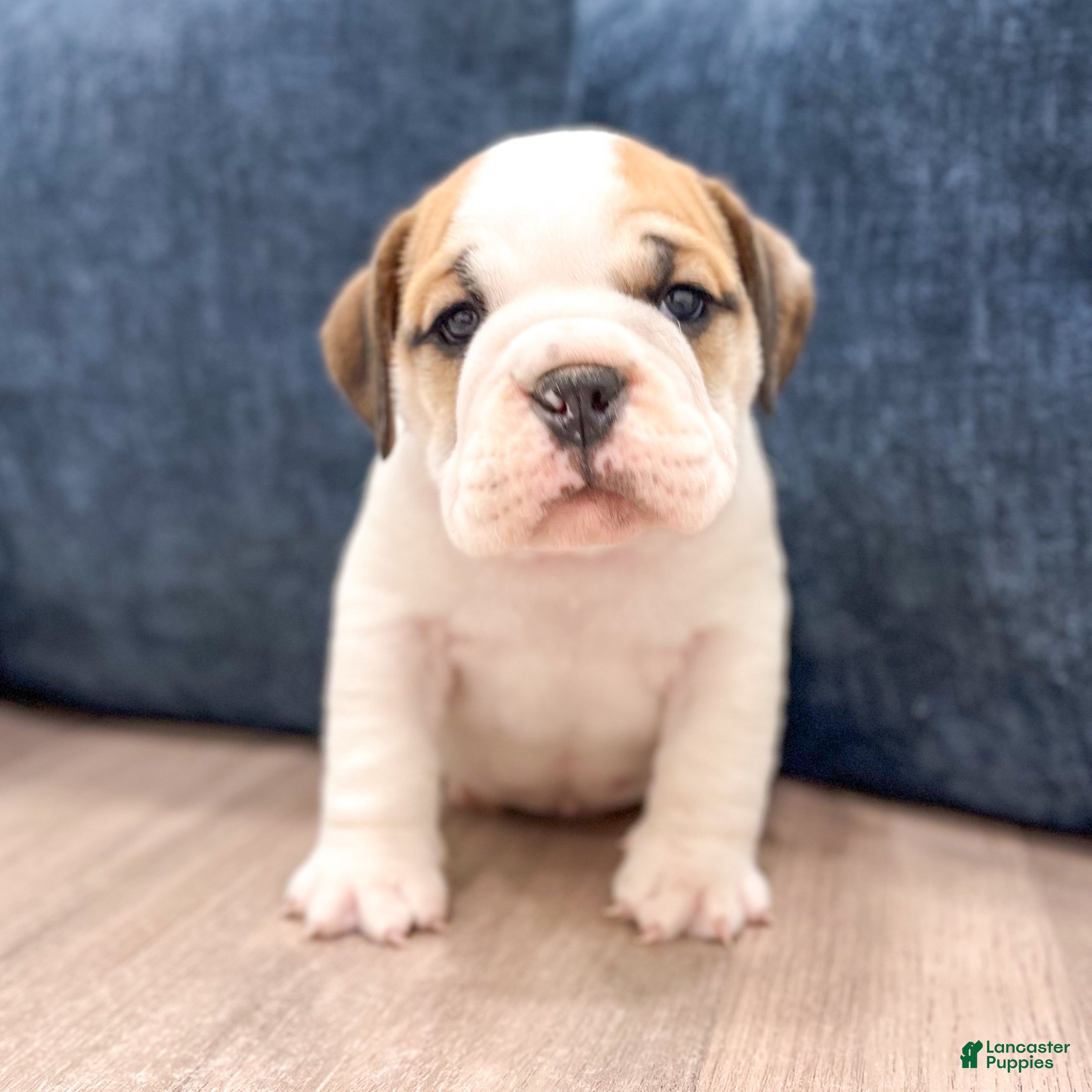 Beabull dogs Max - Ad 1