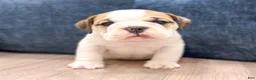 Beabull dogs for sale: Max - Ad 1