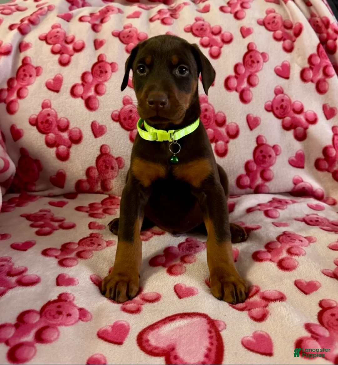 Doberman Pinscher dogs for sale: Val-NOT AMISH  - Ad 7