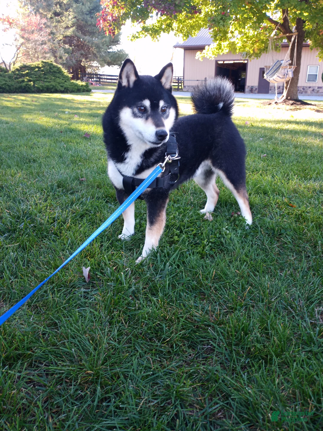 Shiba Inu dogs for sale: Anya - Ad 20