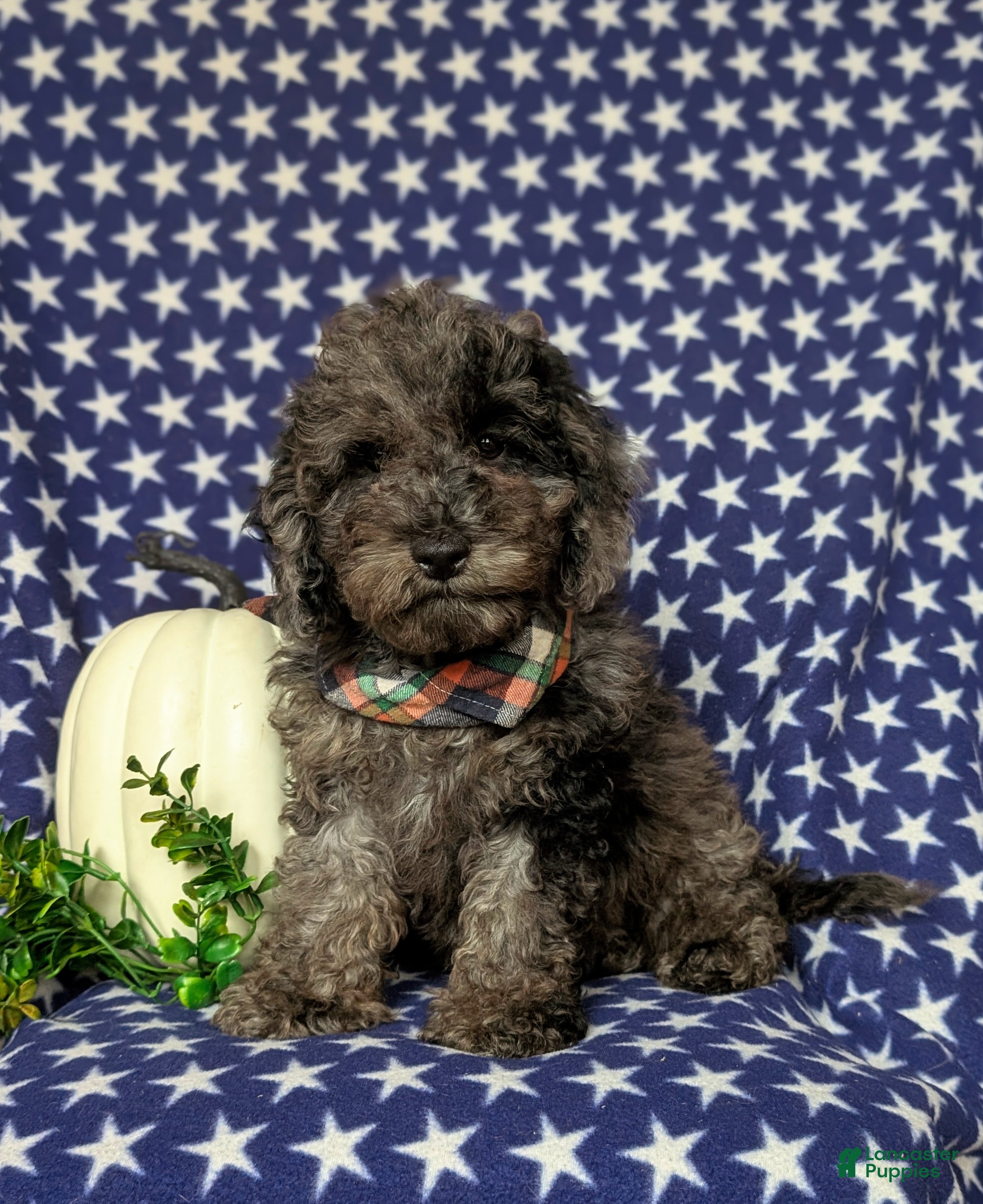 Cockapoo dogs Scout Hypoallergenic - Ad 14
