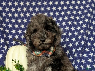 Cockapoo dogs Scout Hypoallergenic - Ad 7