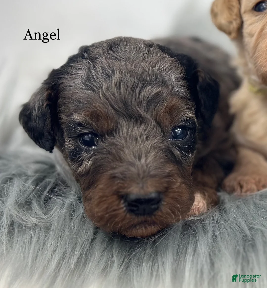 Goldendoodle dogs for sale: Angel - Ad 1
