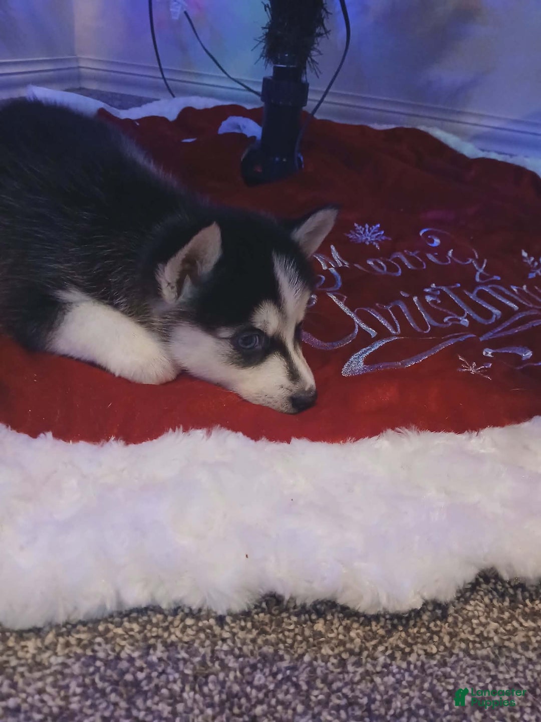 Pomsky dogs for sale: Pomsky Puppy 7 - Ad 1