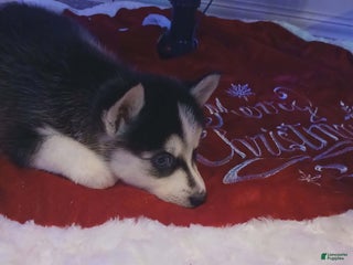 Pomsky dogs Pomsky Puppy 7 - Ad 38