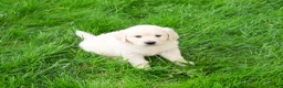 Golden Retriever dogs for sale: Cecily - Ad 4