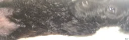 Yorkiepoo dogs for sale: Yorkiepoo 6 Pink Collar Sm - Ad 17