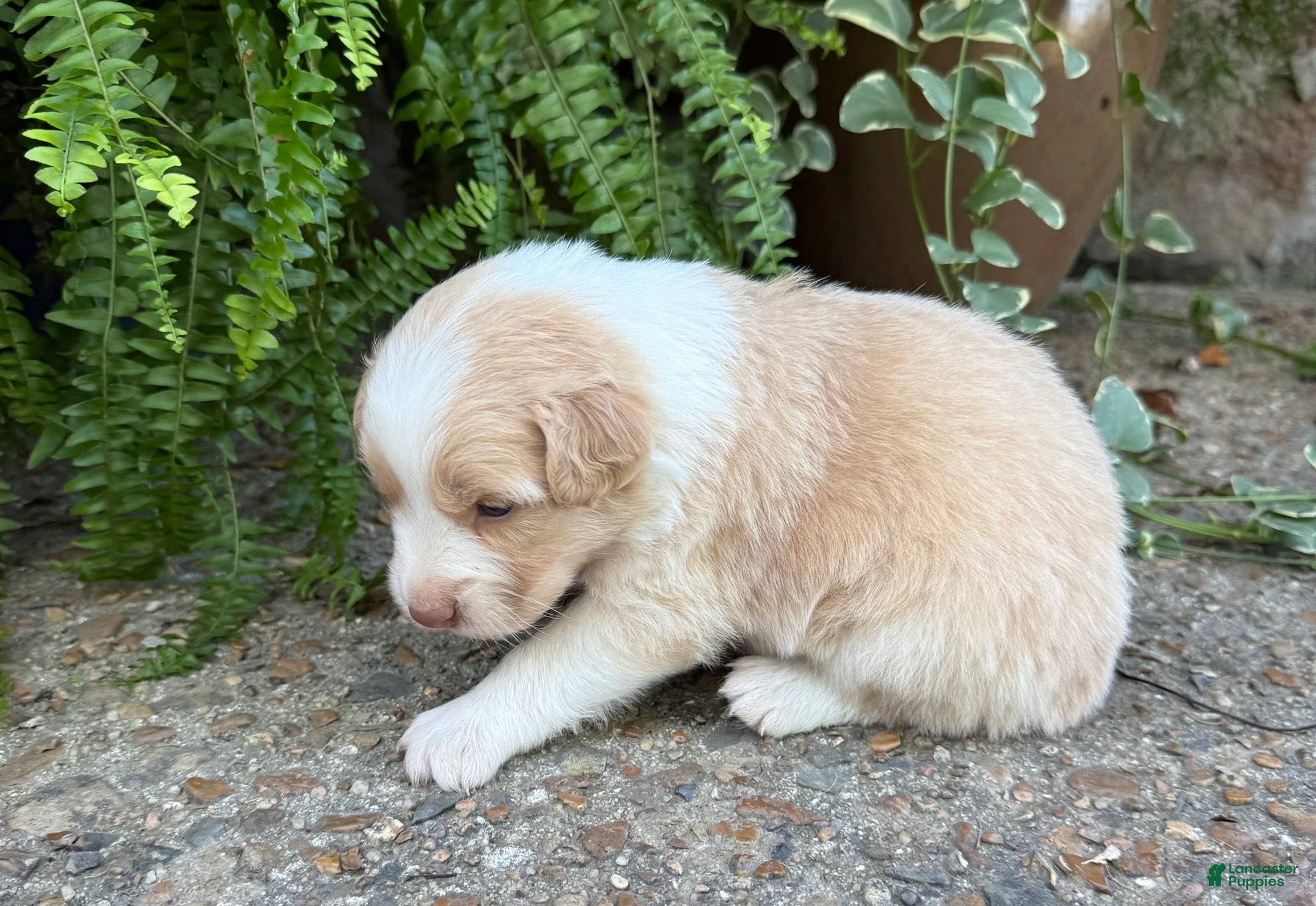 Australian Shepherd dogs Lemon - Ad 2