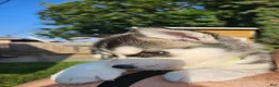 Siberian Husky dogs for sale: Siberian Husky Puppy 1 - Ad 3