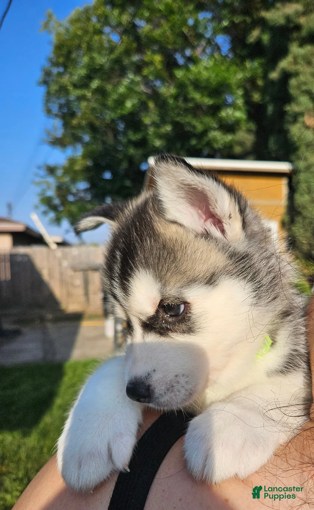Siberian Husky dogs for sale: Siberian Husky Puppy 1 - Ad 3