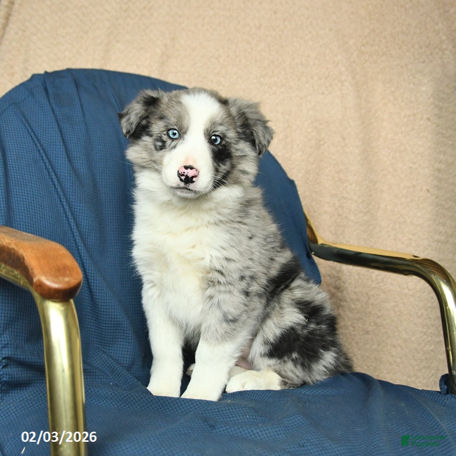 Mixed Breed dogs Beauty - Ad 7