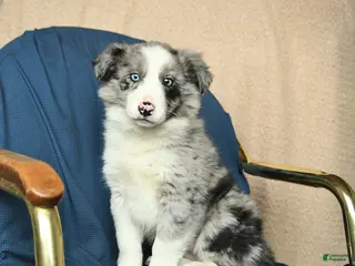 Mixed Breed dogs Beauty - Ad 7