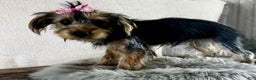 Yorkshire Terrier dogs for sale: Tarza - Ad 9