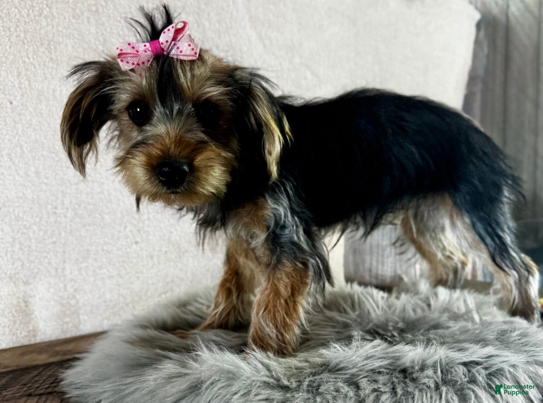 Yorkshire Terrier dogs for sale: Tarza - Ad 9