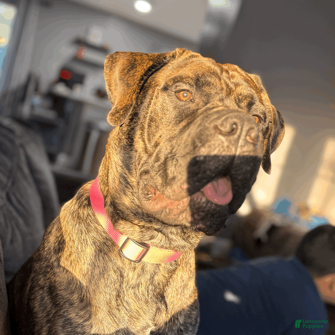 Gallery Image {{count}}