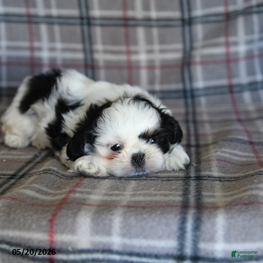 Shih Tzu dogs Spotty - Ad 2