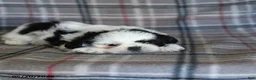 Shih Tzu dogs for sale: Spotty - Ad 2