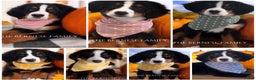 Bernese Mountain Dog dogs for sale: Bernese Mountain Dog Puppy 6 - Ad 2