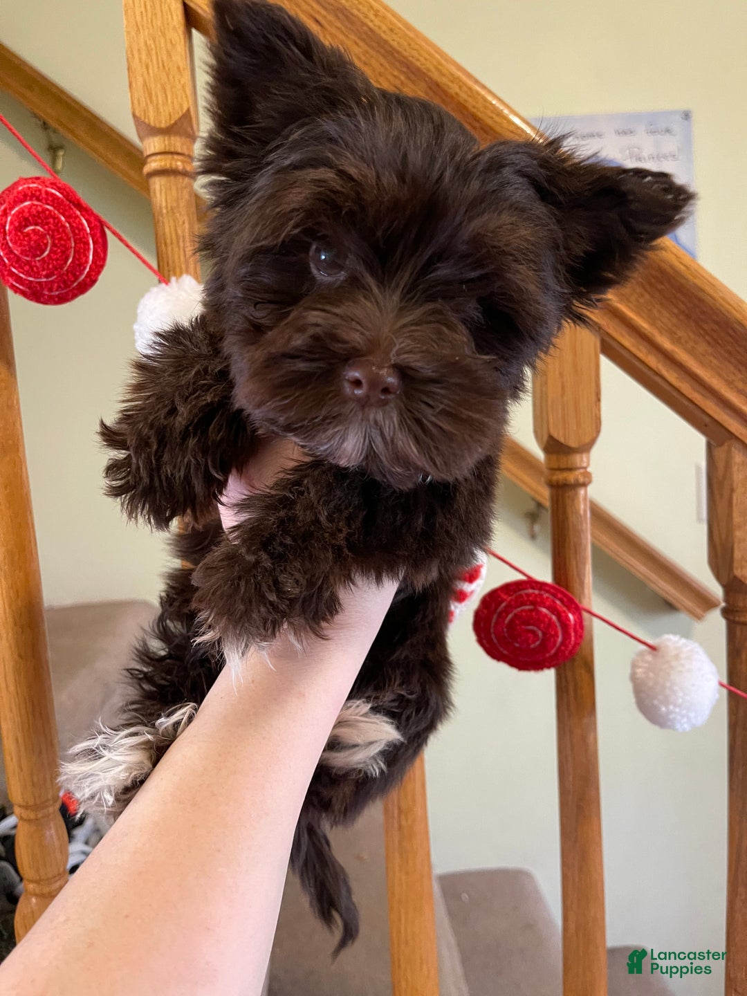 Yorkshire Terrier dogs for sale: KB Chocolate Yorkie - Ad 3