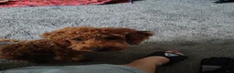 Mixed Breed dogs for sale: Little Red..Mini GoldenDoodle  - Ad 2
