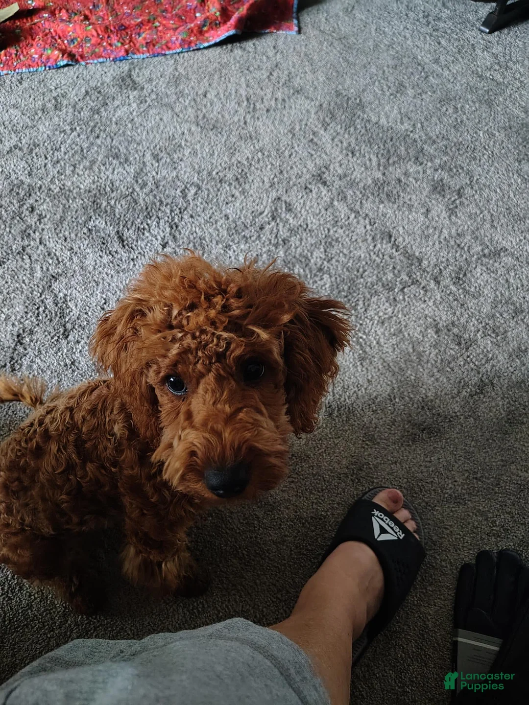 Mixed Breed dogs for sale: Little Red..Mini GoldenDoodle  - Ad 2