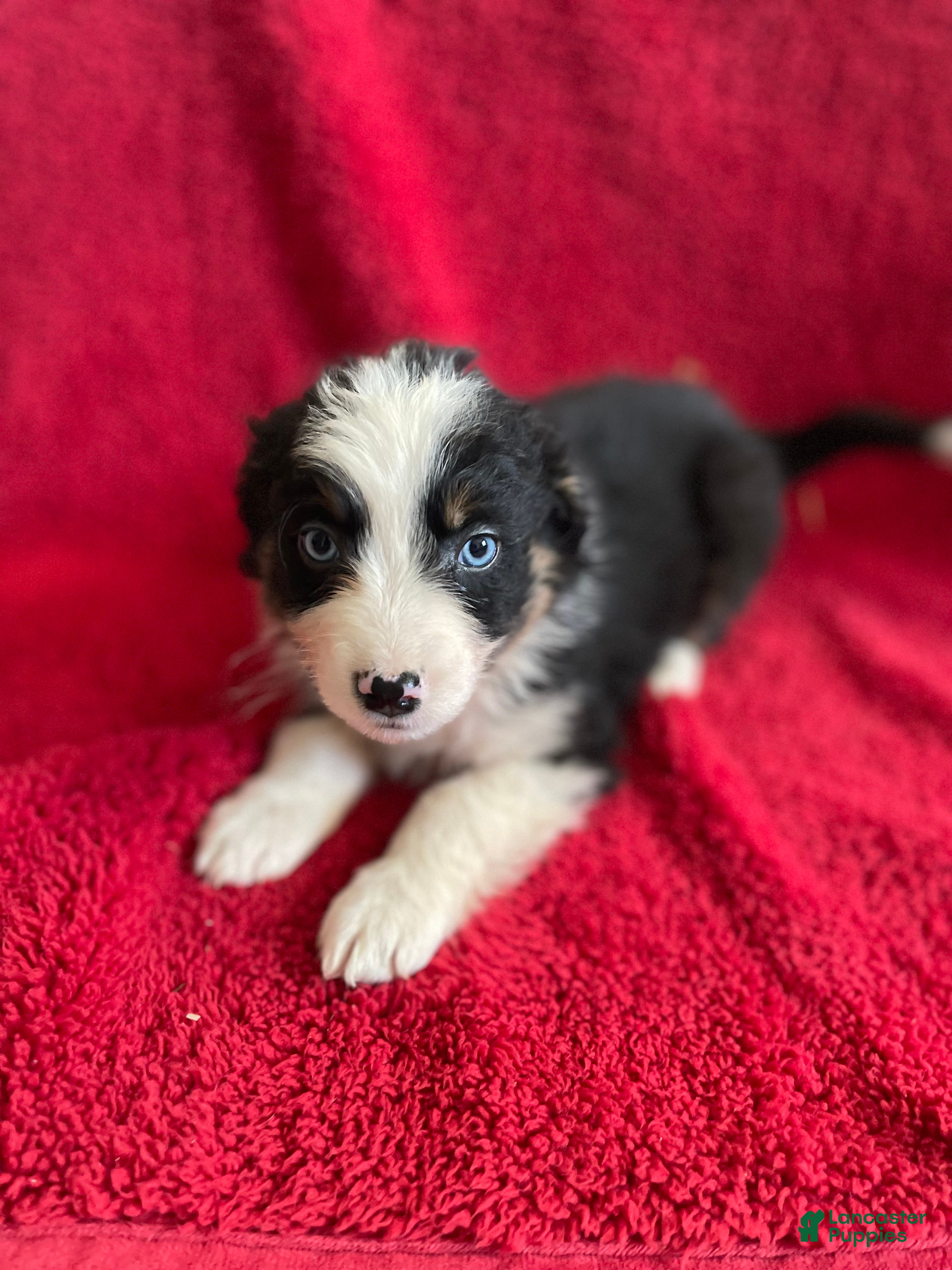 Australian Shepherd dogs Archer - Ad 1