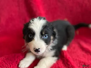 Australian Shepherd dogs Archer - Ad 1