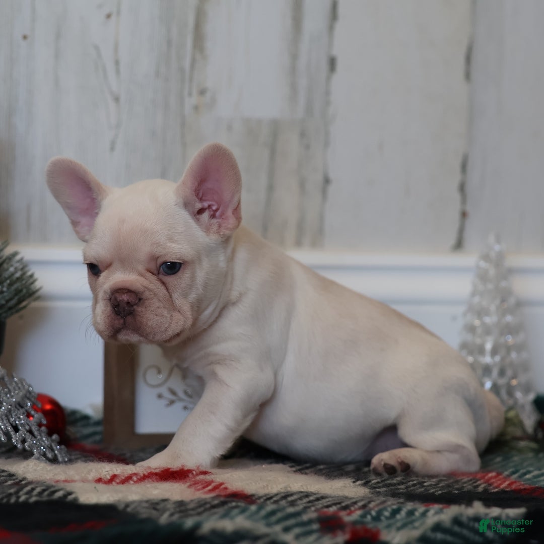 French Bulldog dogs for sale: Yuletide  - Ad 2