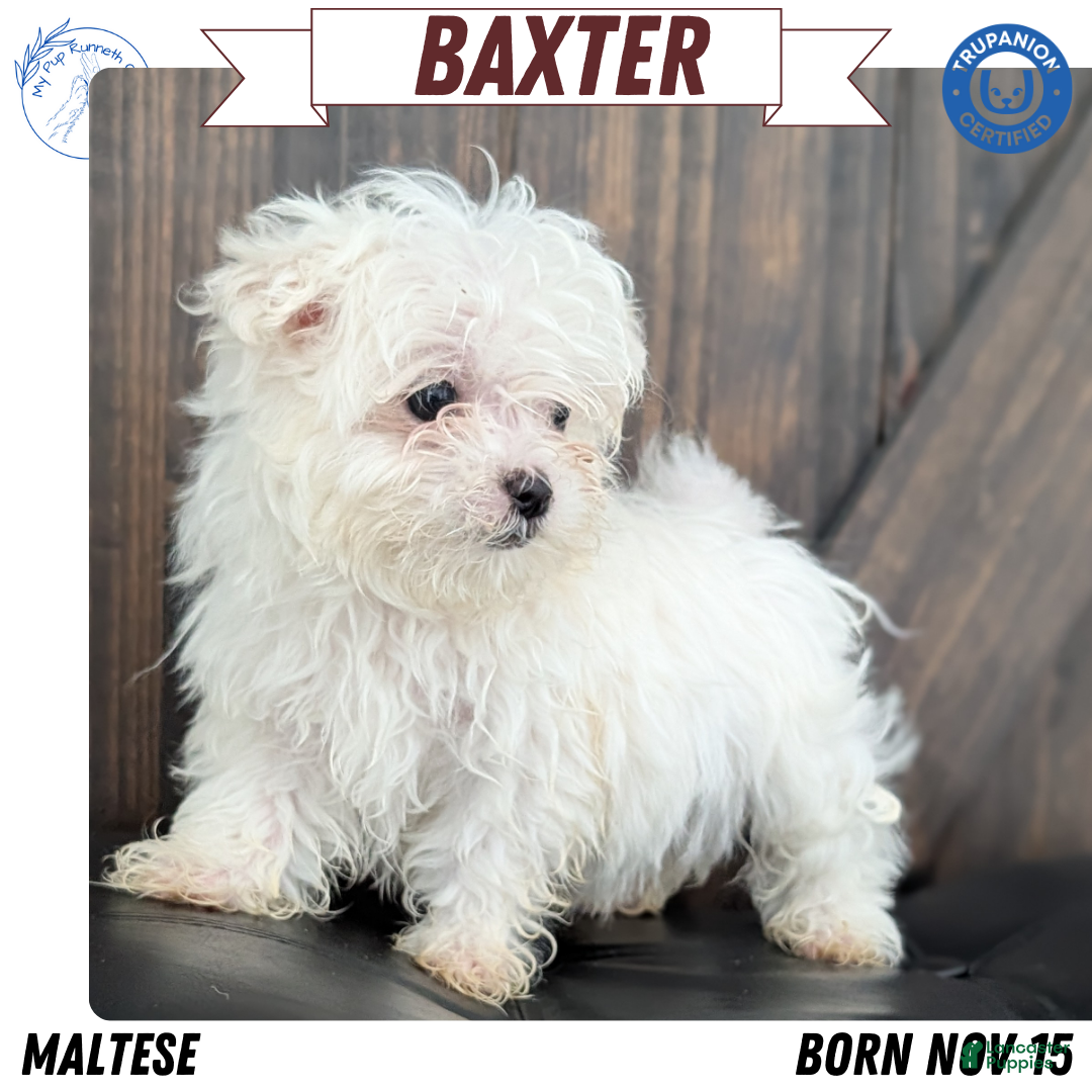 Maltese dogs Baxter  - Ad 13
