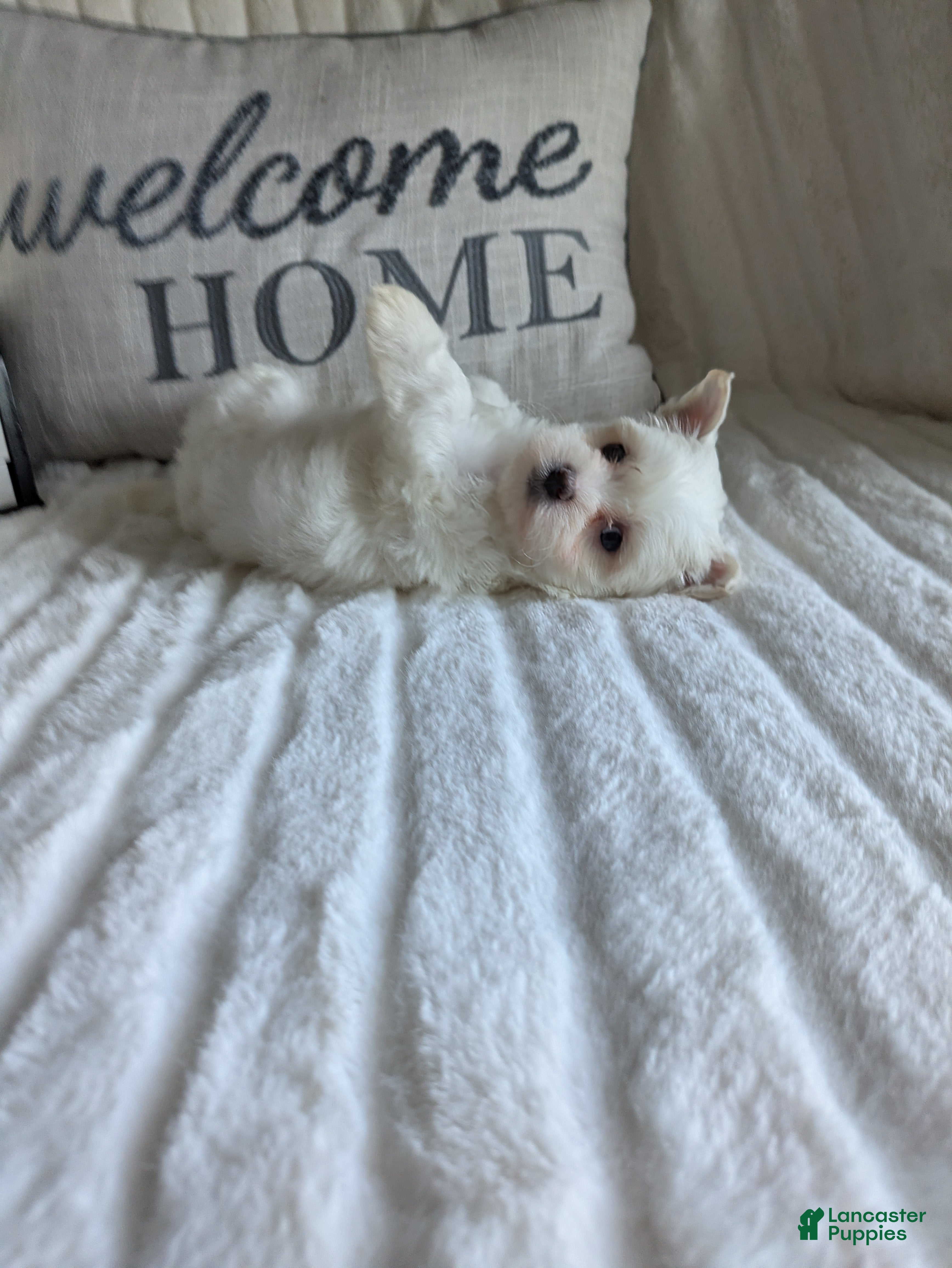 Maltese dogs Virginia  - Ad 1