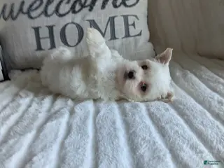 Maltese dogs for sale: Virginia - Ad 4