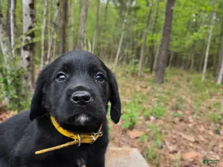 Goldador dogs Yellow collar male - Ad 4