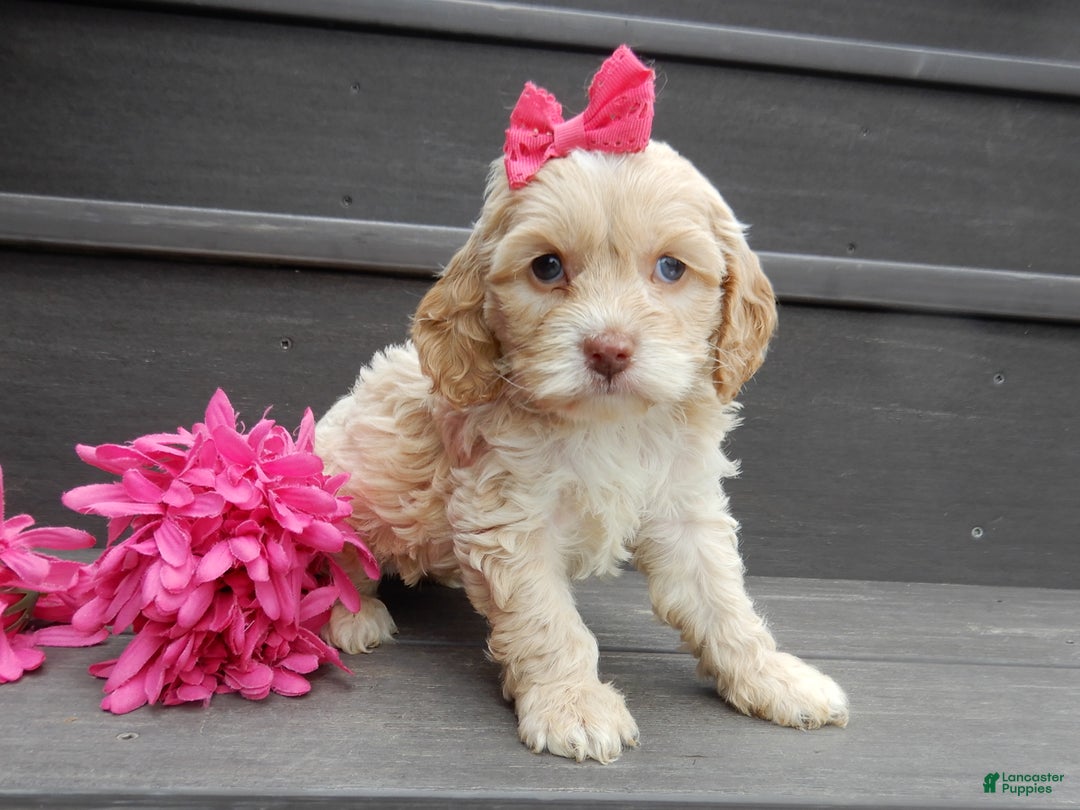 Cockapoo dogs for sale: Gracie - Ad 2