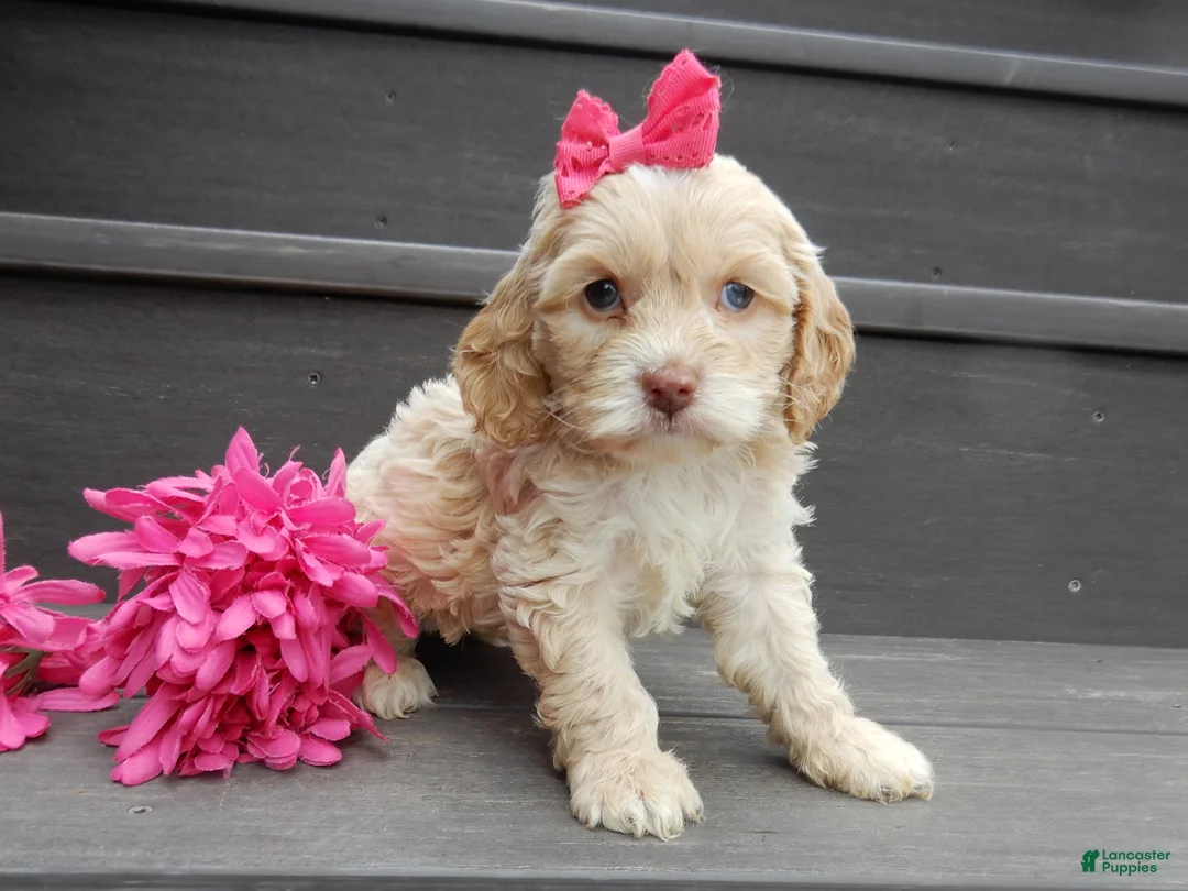 Cockapoo dogs for sale: Gracie - Ad 5