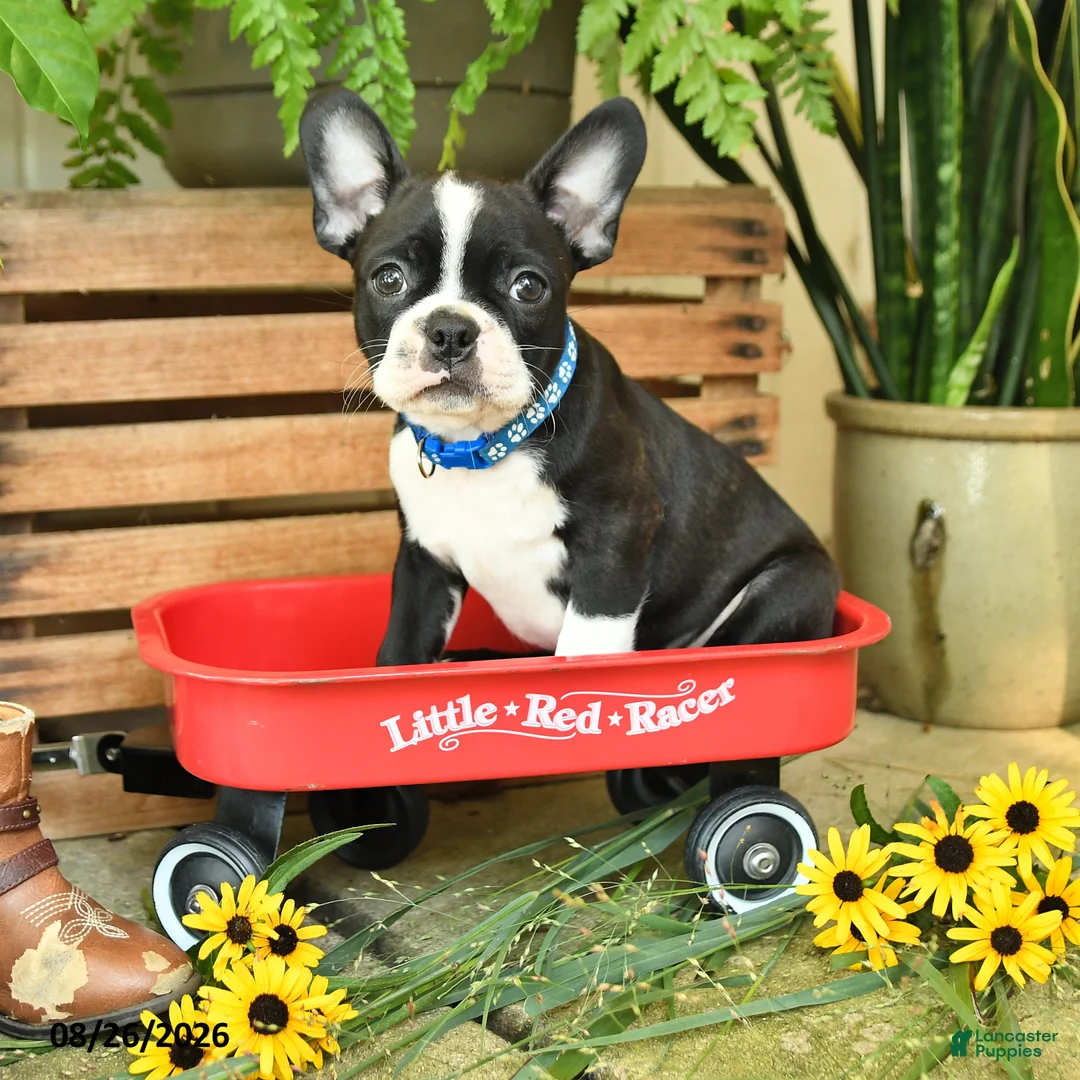 Boston Terrier dogs for sale: Jaxon - Ad 1