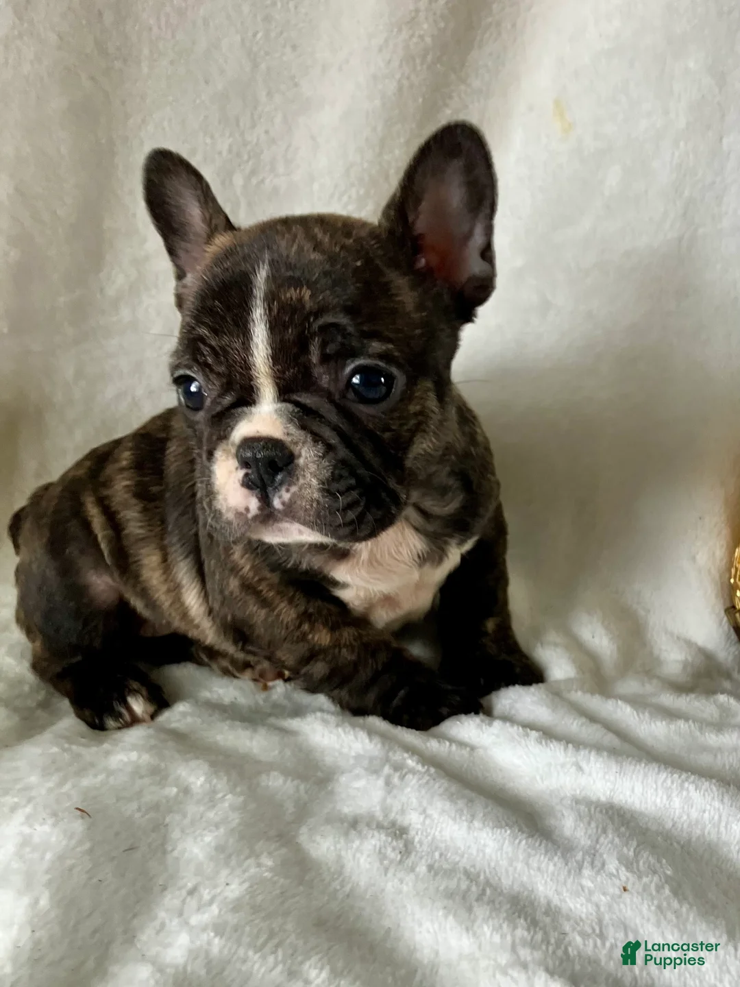French Bulldog dogs for sale: Polly - Ad 6
