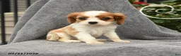 Cavalier King Charles Spaniel dogs for sale: Stella - Ad 5